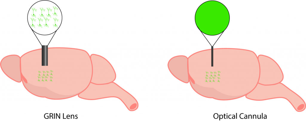 comparison between GRIN lens and optical cannula implantation