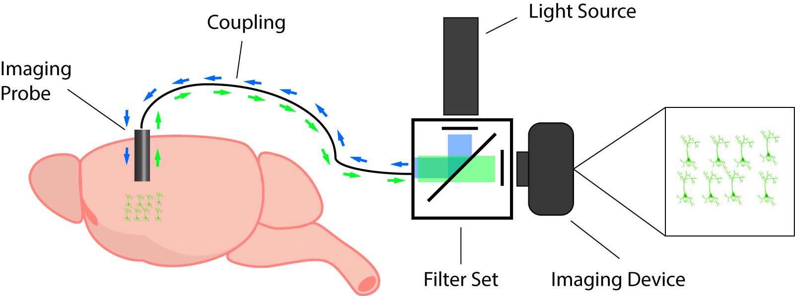 typical in vivo calcium imaging setup