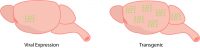 in vivo calcium imaging viral expression versus transgenic diagram