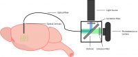 in vivo calcium imaging fiber photometry setup