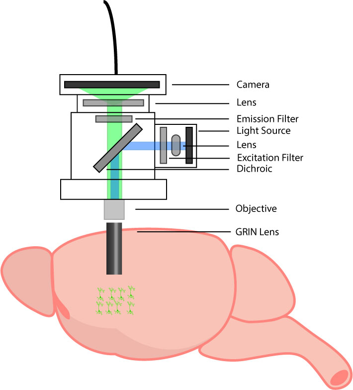 in vivo calcium imaging miniscope setup