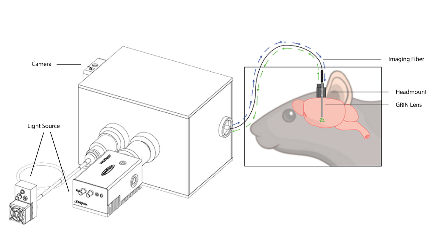 in vivo calcium imaging OASIS Implant setup