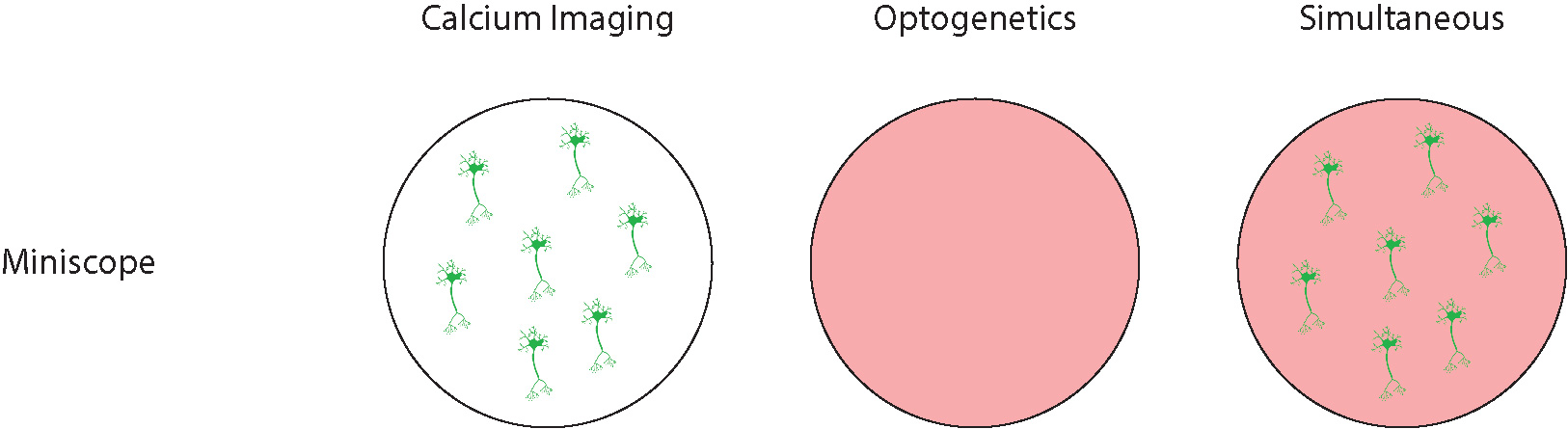 imaging and optogenetics resolution for miniscope