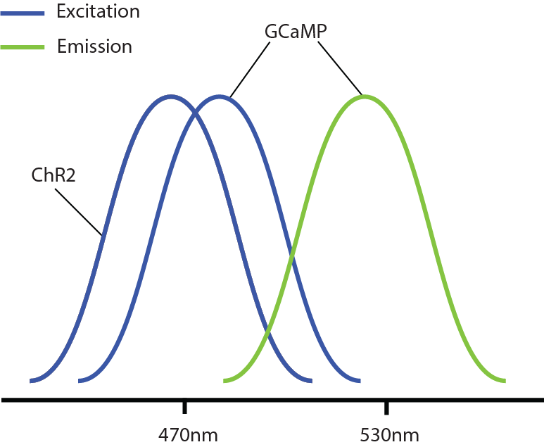 overlapping GCaMP and ChR2 spectrums