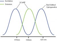 non-overlapping GCaMP and red-shifted opsin spectrums