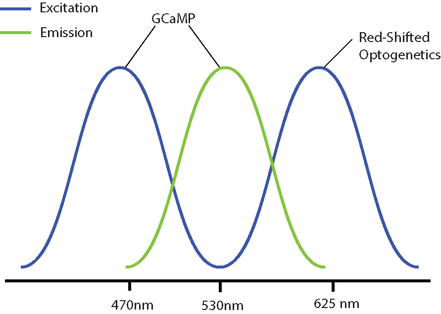 non-overlapping GCaMP and red-shifted opsin spectrums