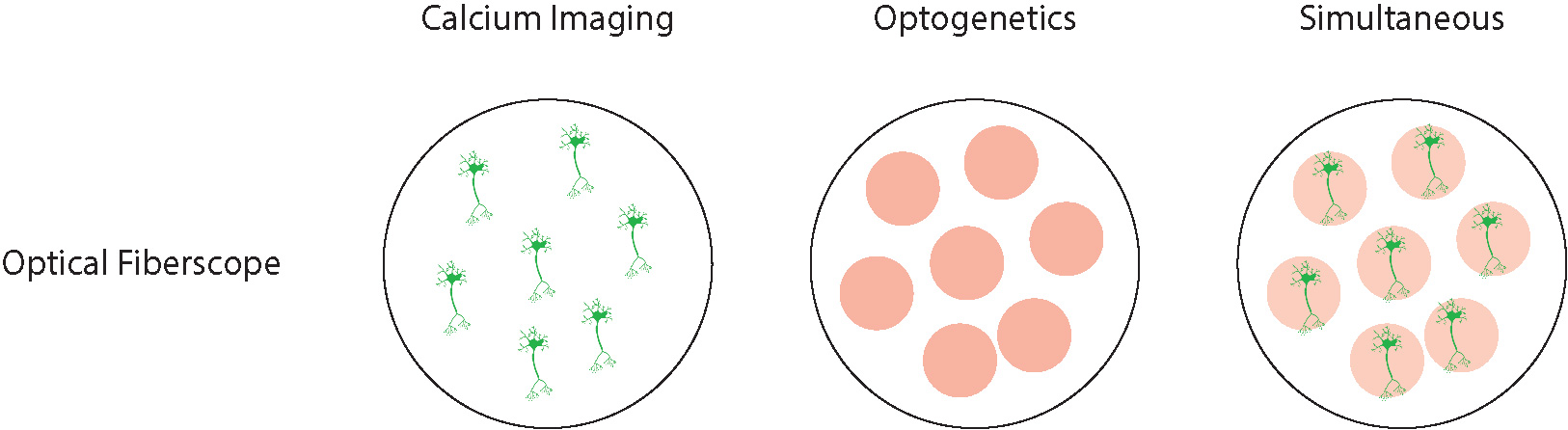 imaging and optogenetics resolution for optical fiberscope