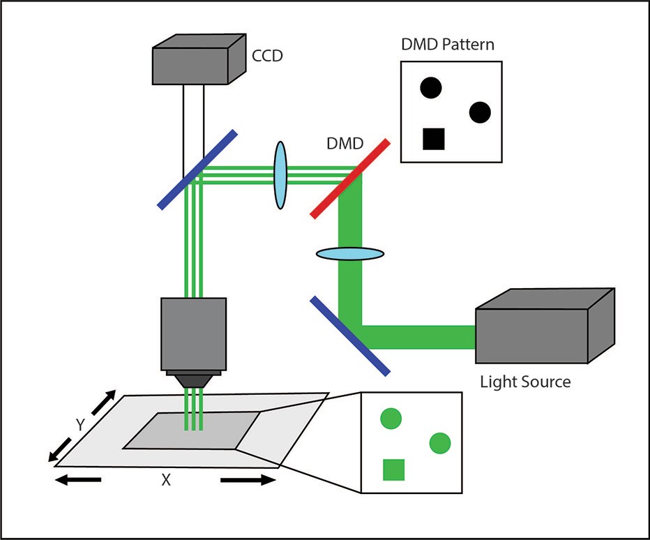 dmd