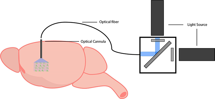 fiber-brain_small