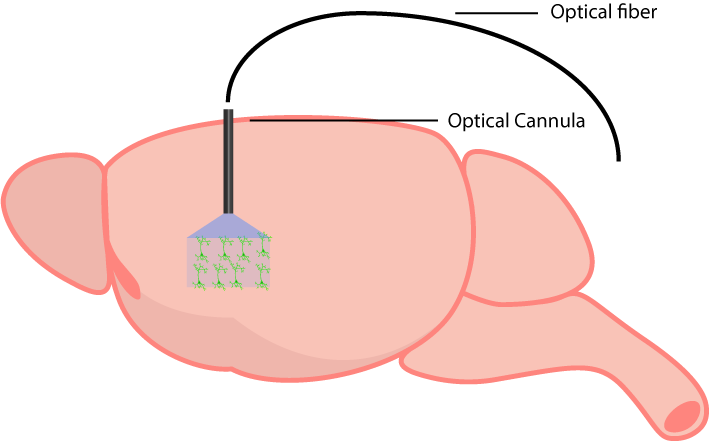 how an optical cannula is implanted for optogenetics