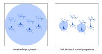 comparison between widefield and cellular-resolution optogenetics