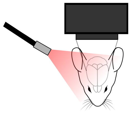 intrinsic-imaging