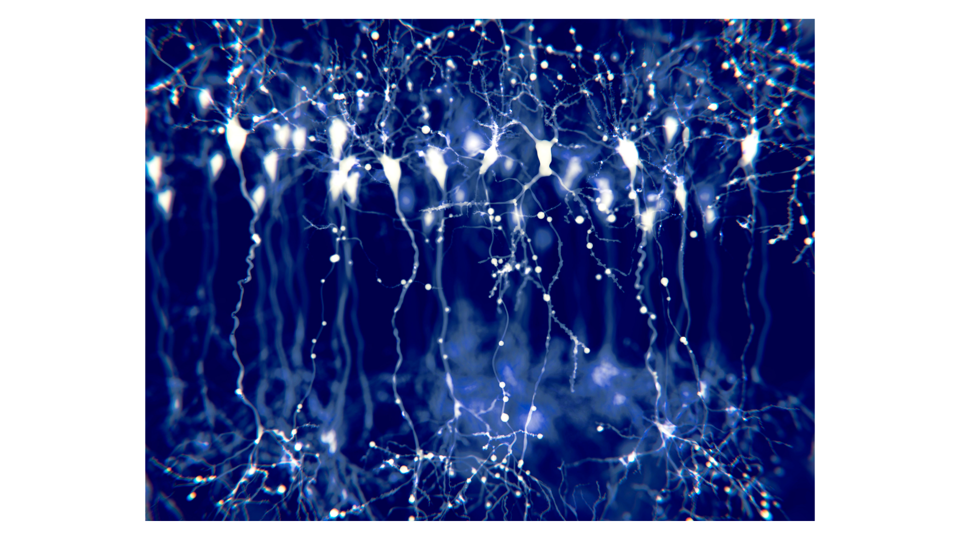 copy-of-copy-of-freely-behaving-calcium-imaging-1