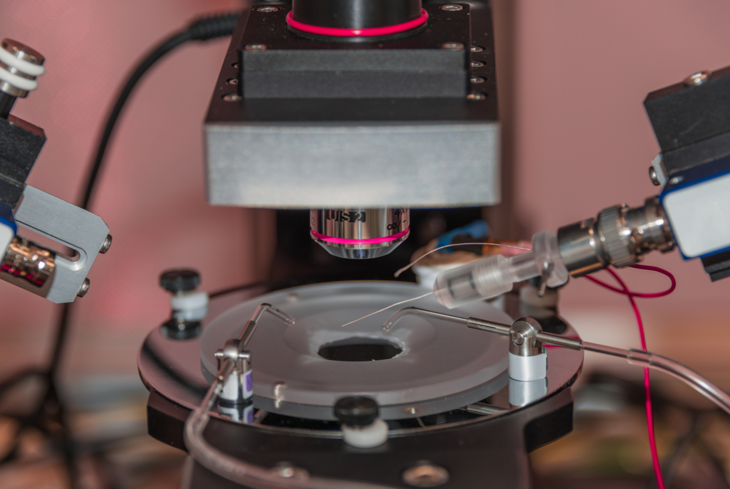 copy-of-copy-of-freely-behaving-calcium-imaging-4