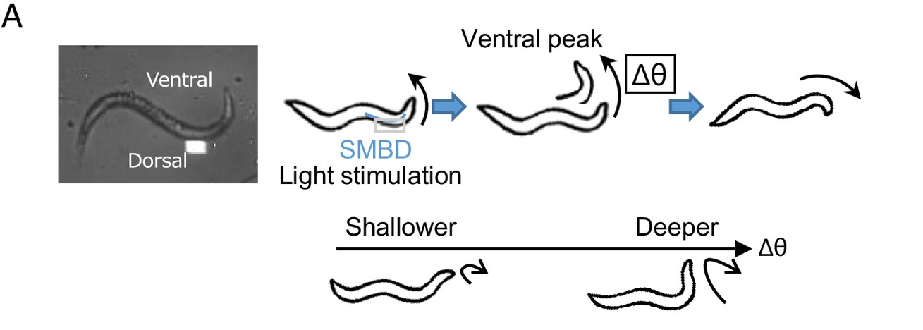 pnas.2310735121fig06