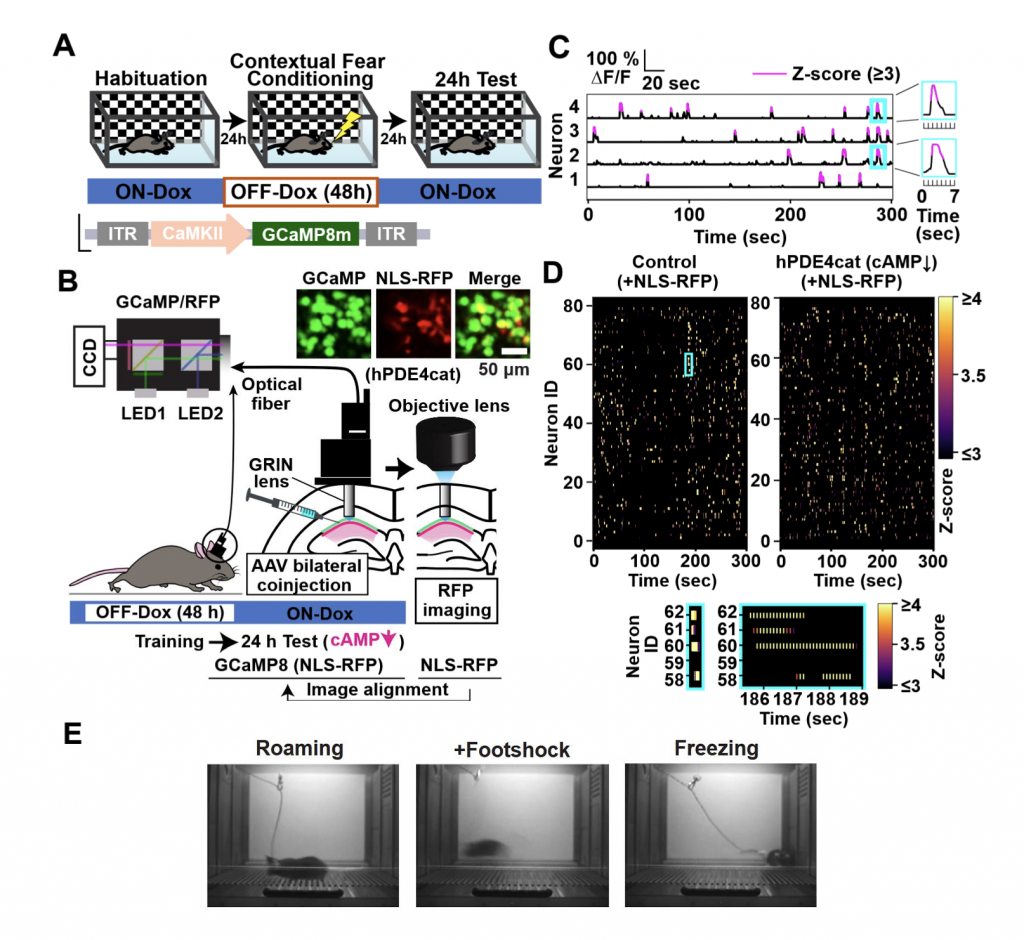 Investigating the role of cAMP as a critical regulator of CA1 neuronal ...