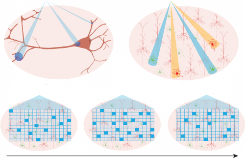 polygon-features-cartoon-targeted-opto