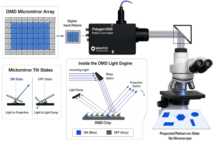 Explaining what is  Mightex's DMD Pattern Illuminator for targeted photostimulation and how it works, consist of millions of high-speed, reconfigurable micromirrors that provide spatial light modulation within microseconds.