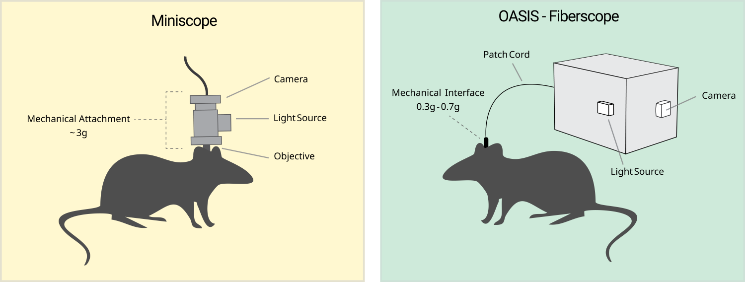 miniscope-vs-fiberscope-blog-post-fig-1-v3