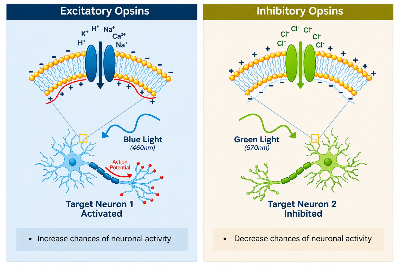 Overview of conceptual mechanism of action for excitatory and inhibitory opsins