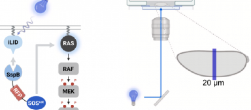 erksynchronizespublication